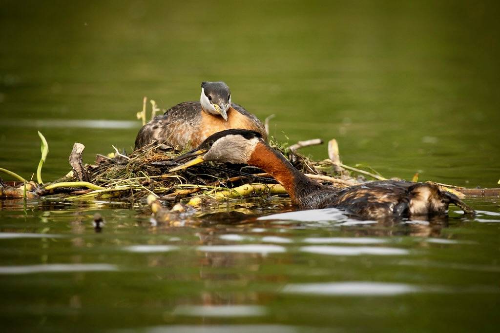 Red-necked grebe by Lisa Hupp/USFWSAlaska is marked with Public Domain Mark 1.0.
